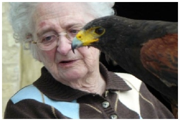 valken, valkenshow, valkenier, valkerij, vogelshow, roofvogelshow, roofvogelshows, topvogel, roofvogeldemonstratie, roofvogeldemonstraties, vogel, roofvogel, roofvogels, gier, arend ,uil, buizerd, havik, educatie, presentatie, verjaardag, feest, bruiloft, receptie, school, klas, kinderen, kind, recreatie, vliegen, natuur